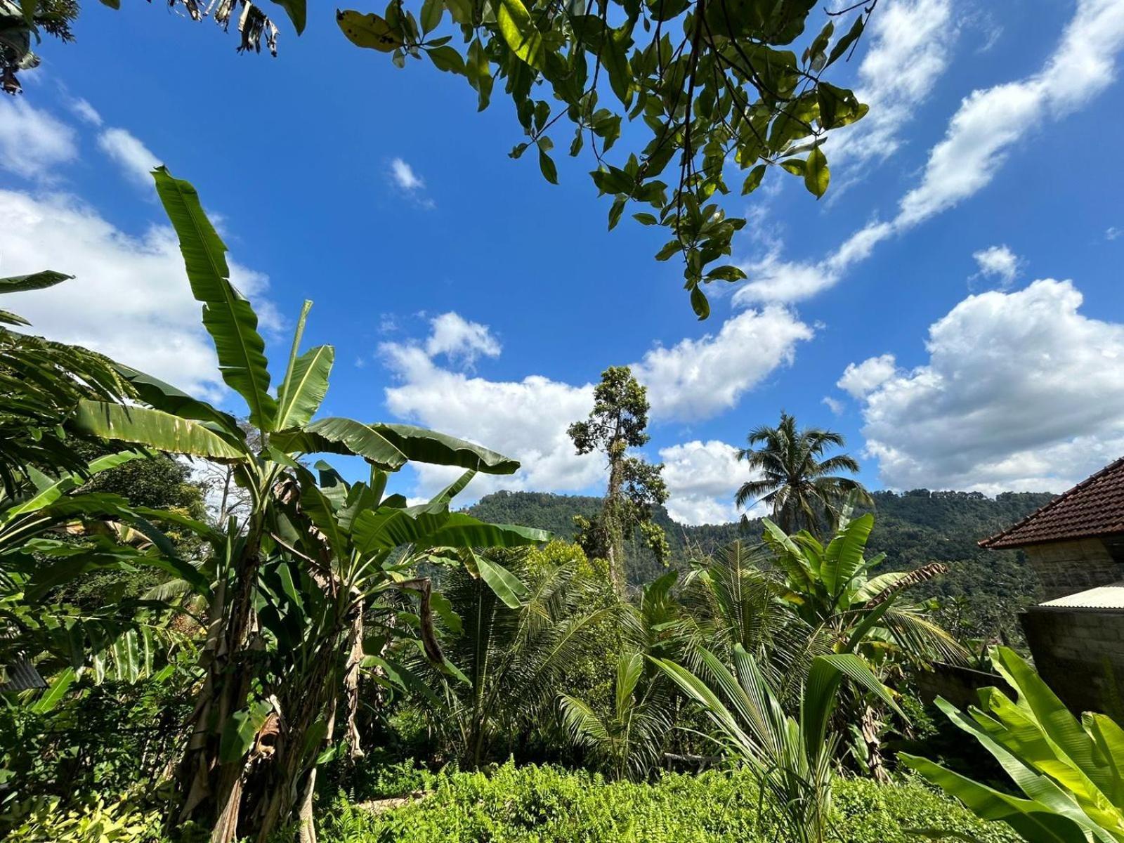 Buntera Homestay Sidemen Sidemen  Ngoại thất bức ảnh