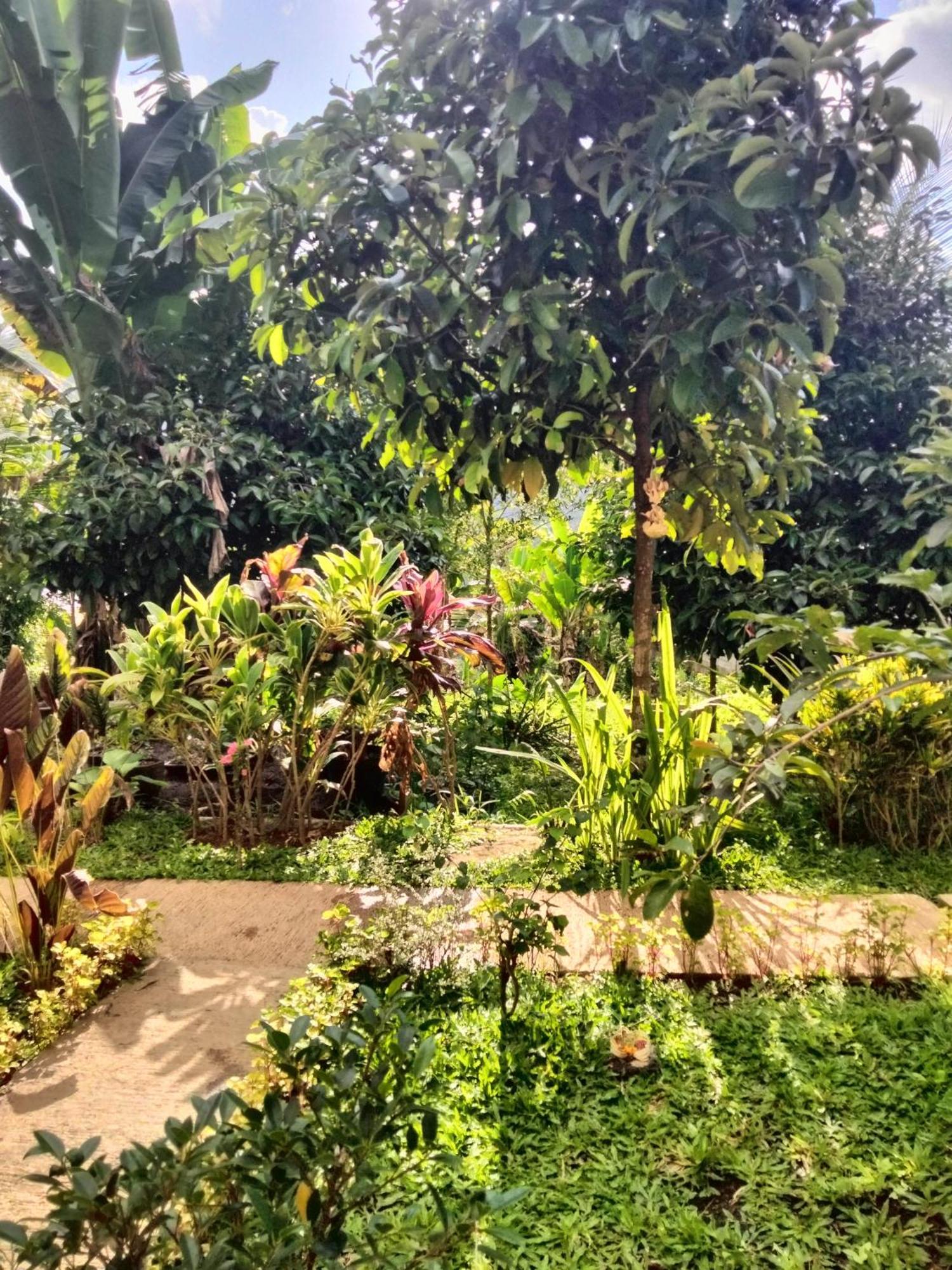 Buntera Homestay Sidemen Sidemen  Ngoại thất bức ảnh